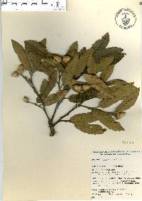 Quercus deserticola image