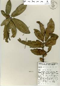 Quercus × dysophylla image