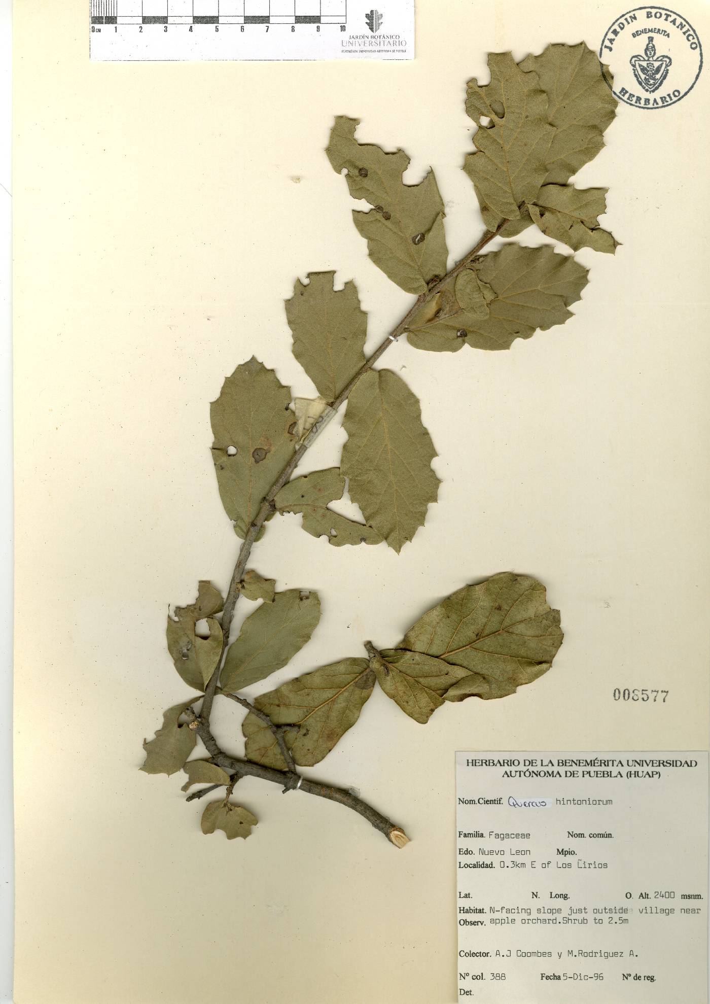 Quercus hintoniorum image