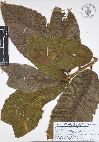 Quercus insignis image