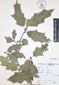 Quercus canbyi image