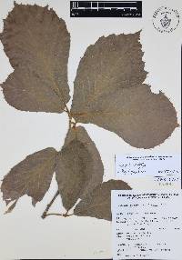 Quercus candicans image