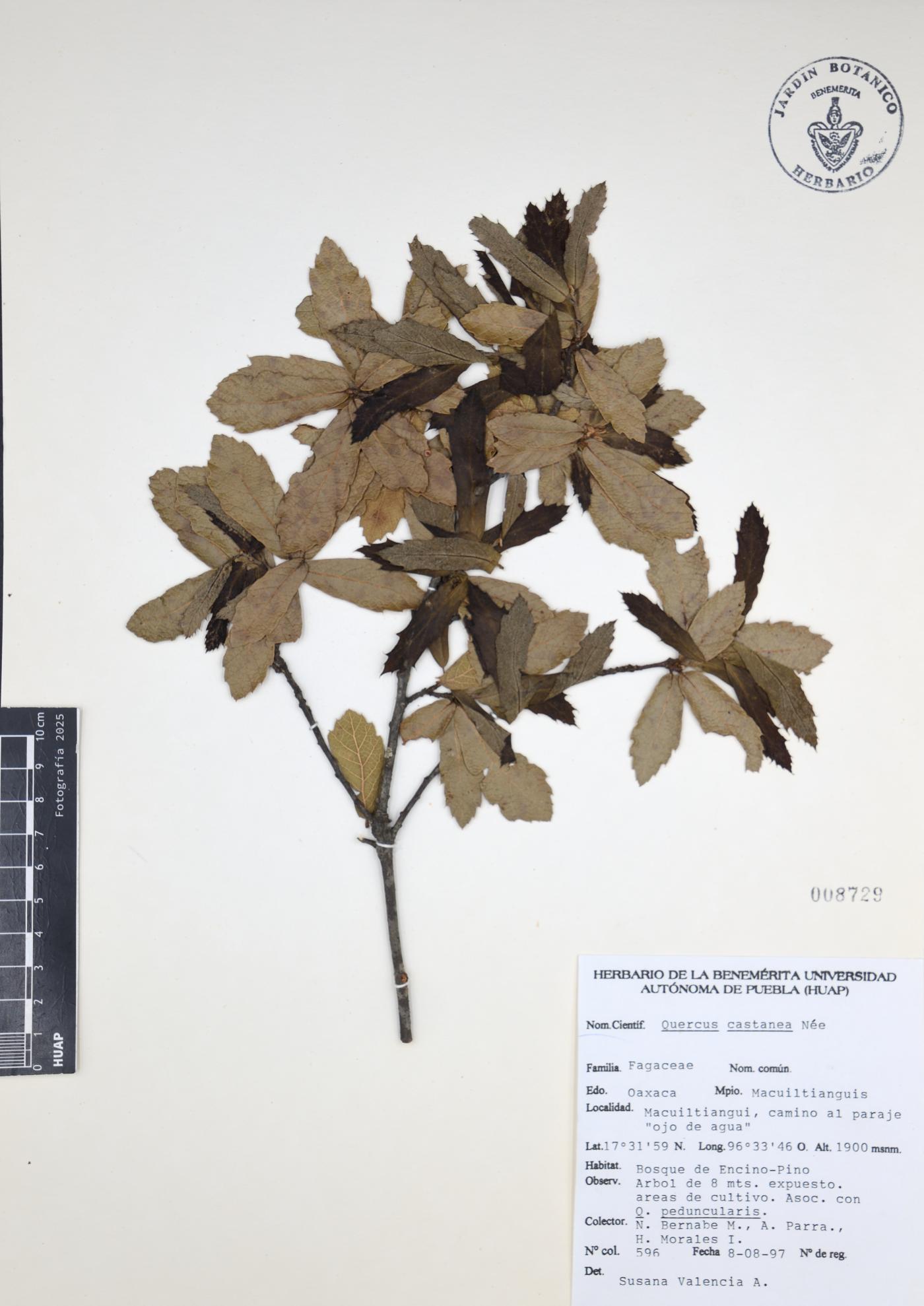 Quercus castanea image