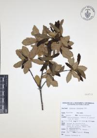 Quercus castanea image