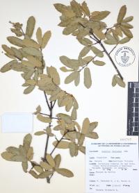 Quercus castanea image