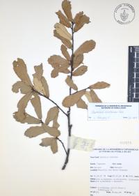Quercus castanea image