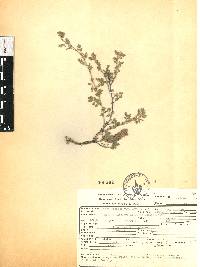 Dalea bicolor image
