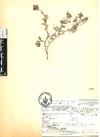 Dalea bicolor image