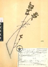 Lippia alba image