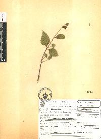 Lippia alba image