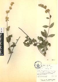 Lippia oaxacana image