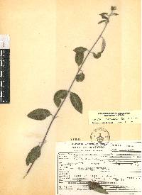 Lippia oaxacana image