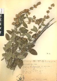 Lippia oaxacana image