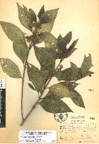 Lippia mexicana image