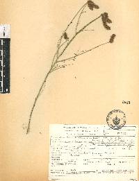 Dalea leporina image