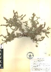 Verbena canescens image