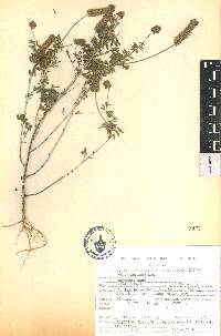 Dalea sericea image