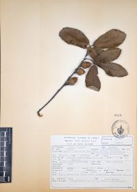 Quercus castanea image