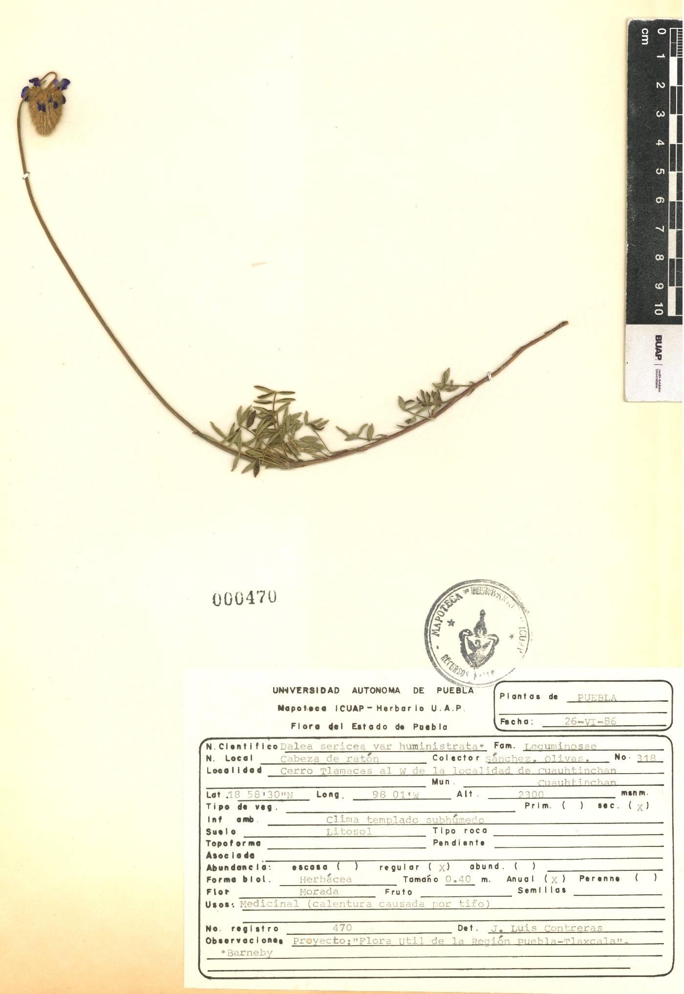 Dalea sericea var. humistrata image