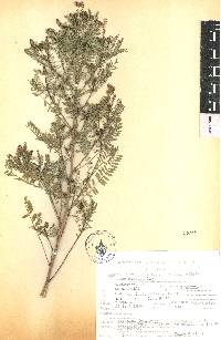 Dalea sericea image