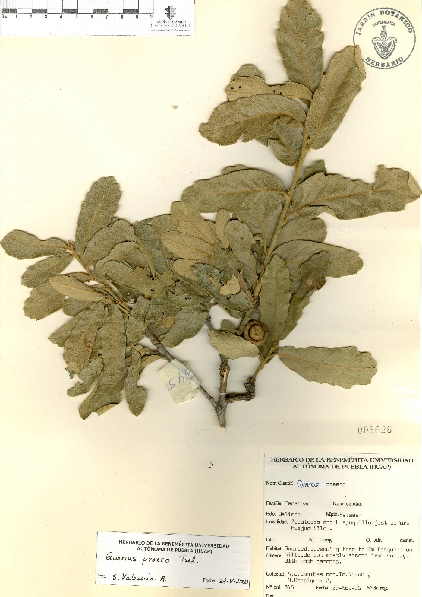 Quercus praeco image