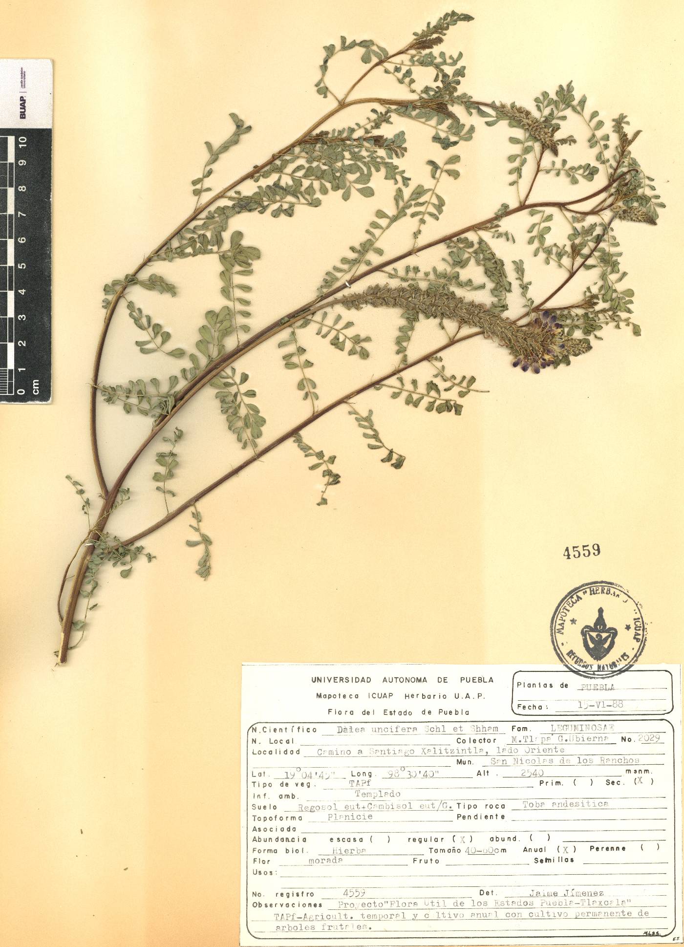 Dalea obovatifolia var. uncifera image