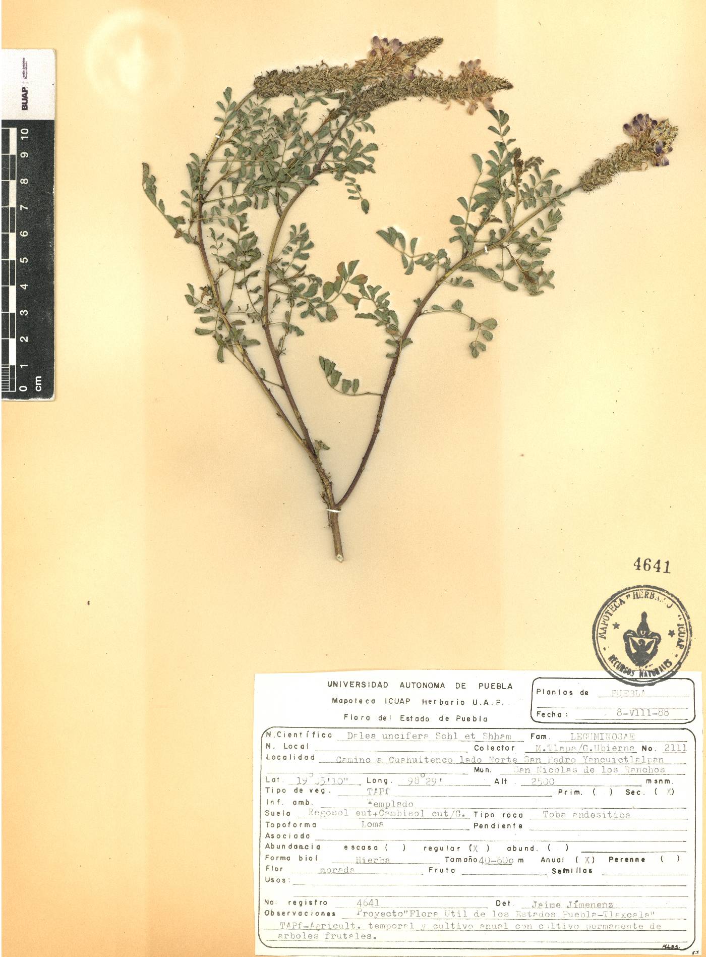 Dalea obovatifolia var. uncifera image