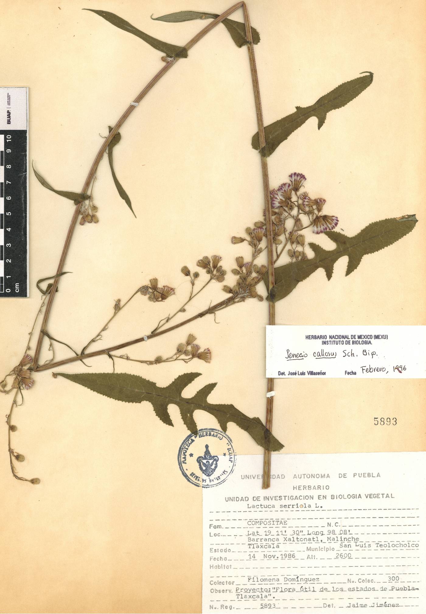 Senecio callosus image