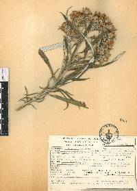 Senecio cinerarioides image