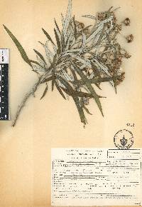 Senecio cinerarioides image