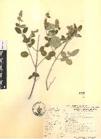 Lippia oaxacana image