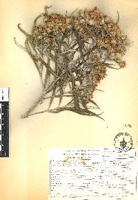 Senecio cinerarioides image