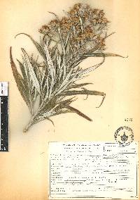 Senecio cinerarioides image