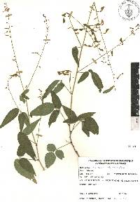 Desmodium caripense image