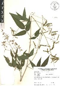 Desmodium caripense image