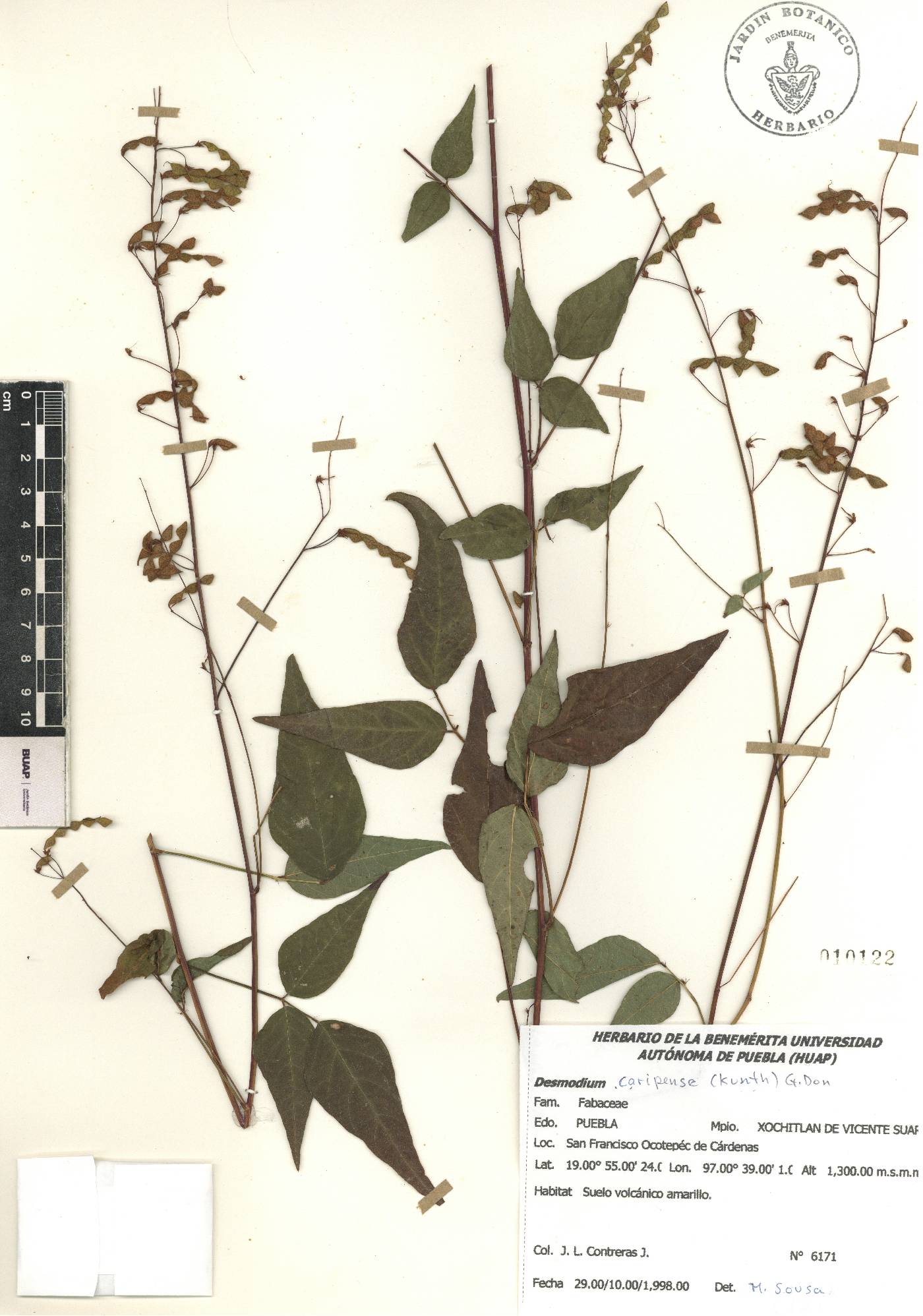 Desmodium caripense image