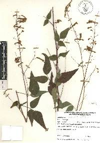 Desmodium caripense image