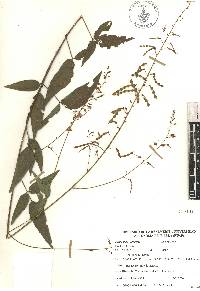 Desmodium caripense image