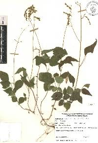 Desmodium caripense image