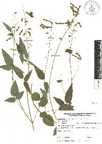 Desmodium caripense image