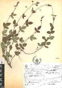 Desmodium grahamii image