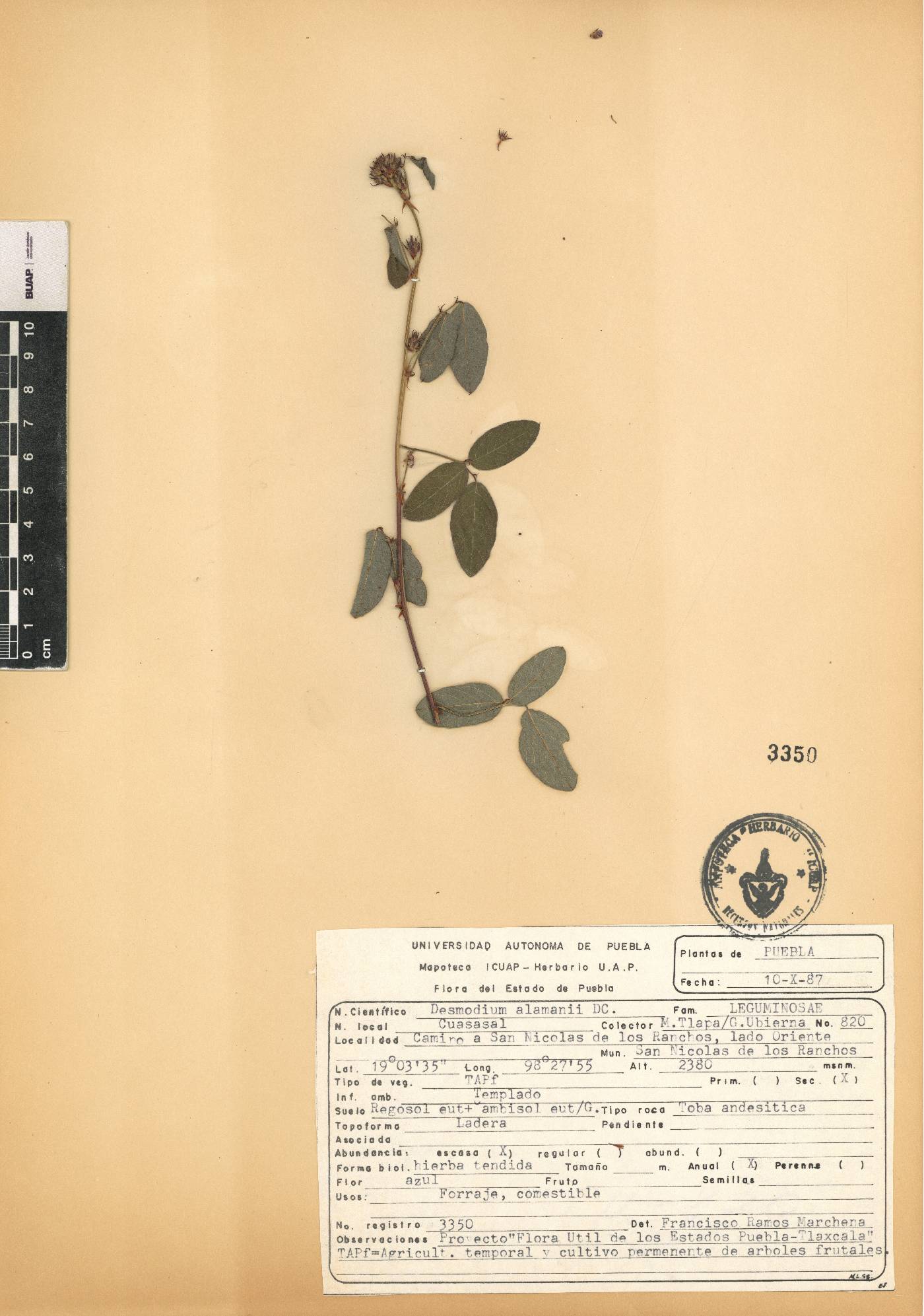 Desmodium alamanii image