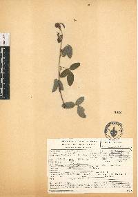 Image of Desmodium alamanii