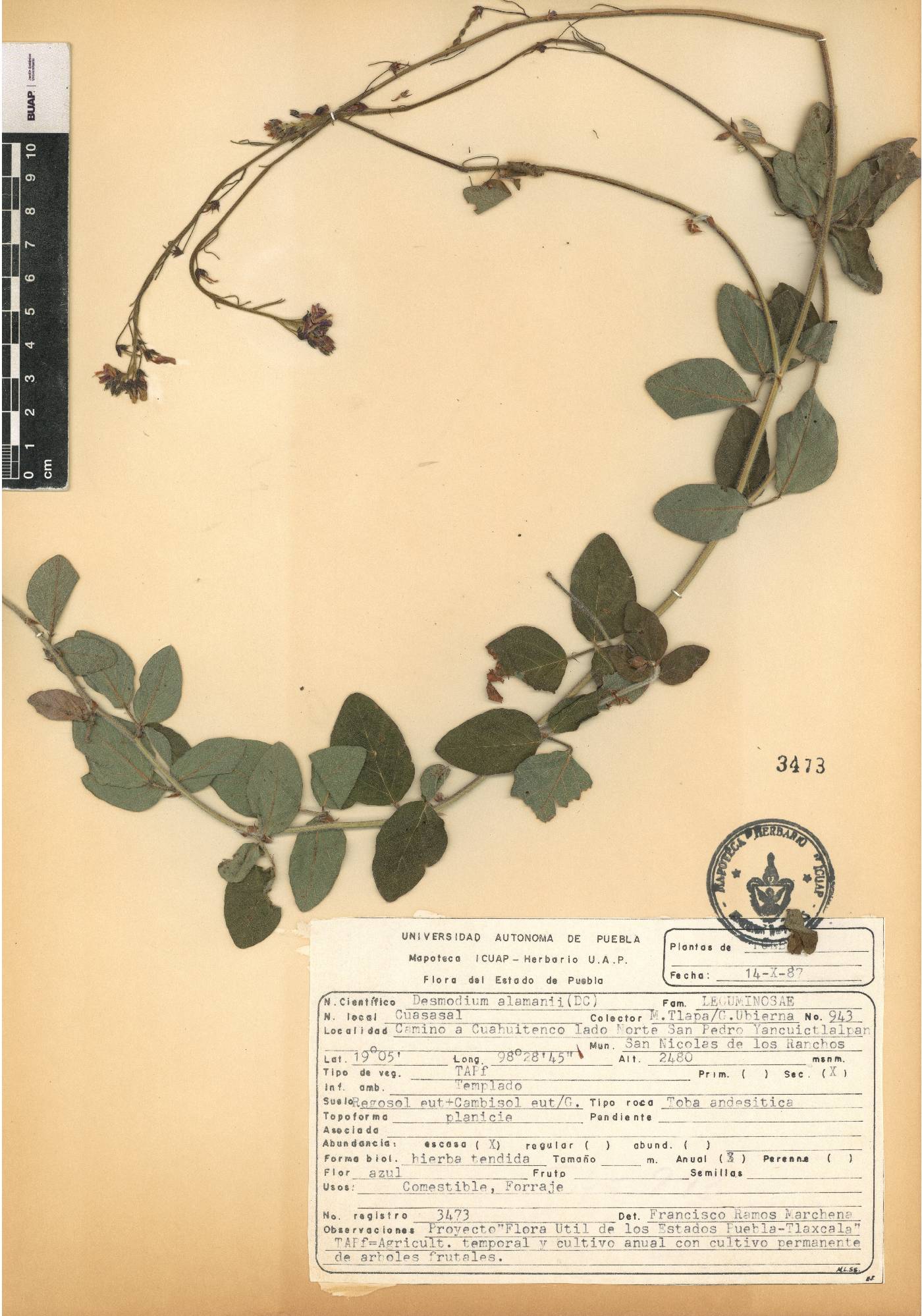 Desmodium alamanii image