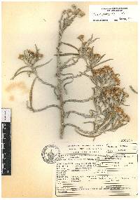 Senecio cinerarioides image