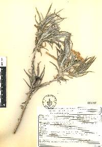 Senecio cinerarioides image