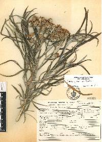 Senecio cinerarioides image