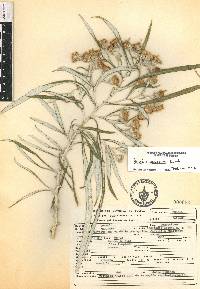 Senecio cinerarioides image