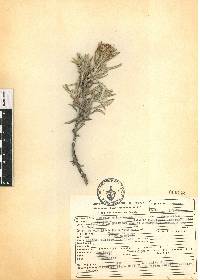 Senecio mairetianus image