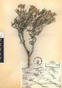 Senecio mairetianus image